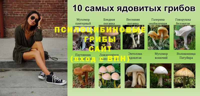 Галлюциногенные грибы Psilocybe  наркошоп  Удомля 